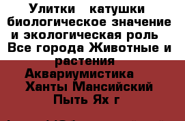 Улитки – катушки: биологическое значение и экологическая роль - Все города Животные и растения » Аквариумистика   . Ханты-Мансийский,Пыть-Ях г.